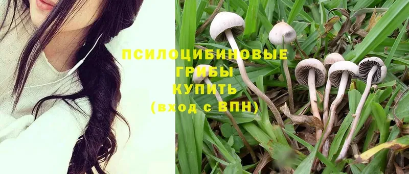 Галлюциногенные грибы Magic Shrooms  купить закладку  Камешково 