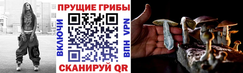 Галлюциногенные грибы Psilocybine cubensis  цены   Камешково 